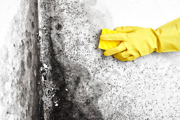Mold Remediation for Vacation Homes in Waskom, TX
