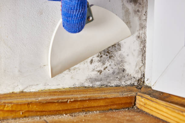 Best Mold Odor Removal Services  in Waskom, TX