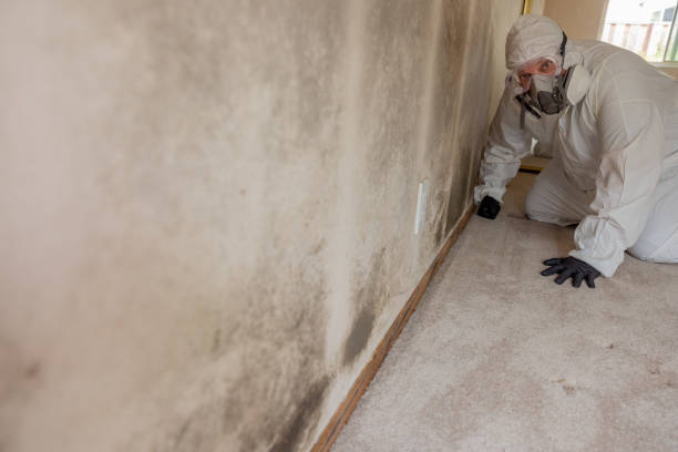 Best Water Damage & Mold Remediation  in Waskom, TX